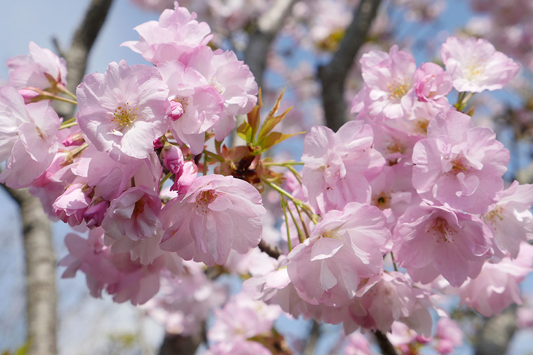 庭の桜が満開です 4月12日今日この頃 Do It Ourselves それ自分でやってみたら