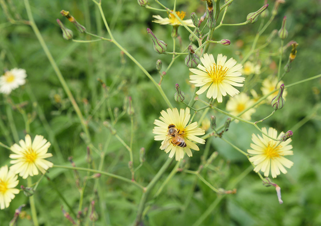 散歩で見かけた秋の花 Do It Ourselves それ自分でやってみたら
