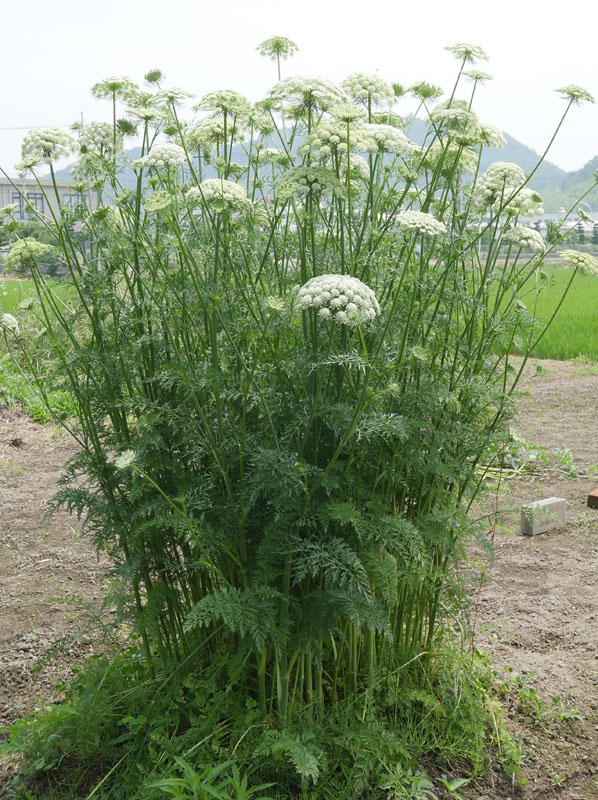 人参の花 を見たことありますか Do It Ourselves それ自分でやってみたら