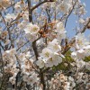 早春の庭の花 -春の花シリーズ1-