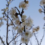 春告草-梅の花　3月18日今日この頃