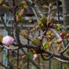 開花目前の桜　3月31日今日この頃