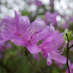 春の里山で見つけた花 -春の花シリーズ3-