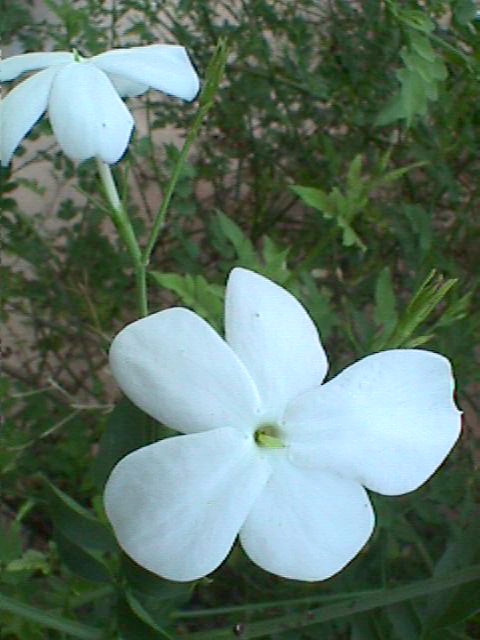 ソケイの花