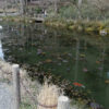 「睡蓮」の絵のようなモネの池