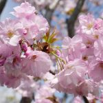 庭の桜が満開です 4月12日今日この頃