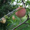 庭の桃がもうじき食べられそう　7月12日今日この頃