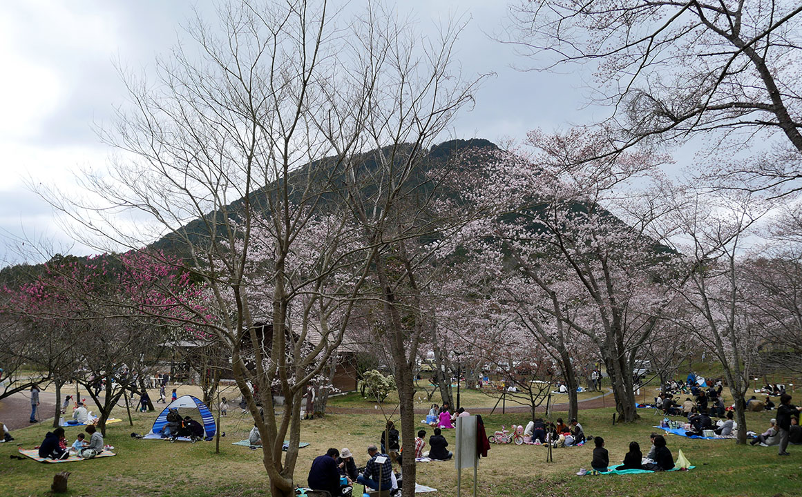 桜越しに望む三上山