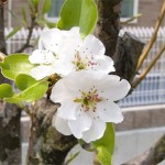 3本の白い花の木 4月17日今日この頃